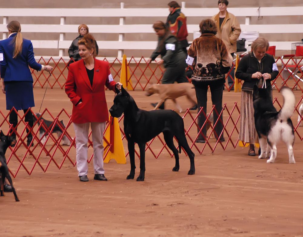 Judging During the Pandemic